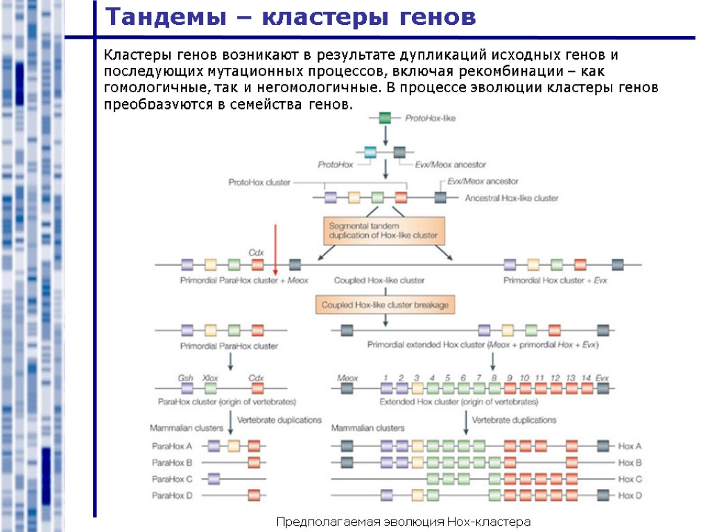 Тандемы – кластеры генов Предполагаемая эволюция Hox-кластера Кластеры генов возникают в результате дупликаций исходных